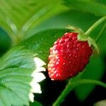 Fragaria vesca Gyümölcs