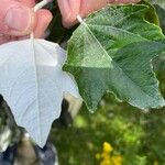 Populus alba Leaf