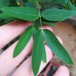Senna bicapsularis Blatt