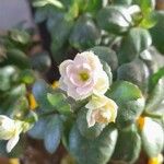Kalanchoe blossfeldiana Floro