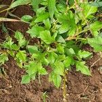 Oxygonum sinuatum Habit