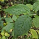 Euonymus latifolius Folha