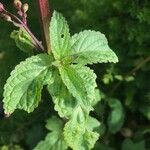 Scrophularia auriculata Leaf