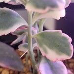 Kalanchoe fedtschenkoi Leaf