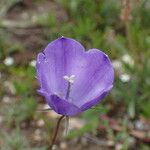 Campanula scheuchzeri Flower