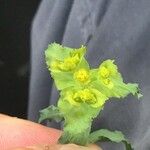 Euphorbia serrata Floare