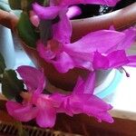 Schlumbergera truncata Flors