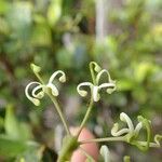 Stenocarpus gracilis