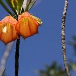 Thiollierea campanulata Flower