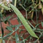 Lathyrus latifolius Fruit