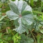 Malva setigera Feuille