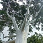 Corymbia citriodora List