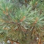 Pinus sylvestris ഇല