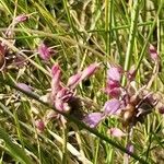 Allium carinatum Blomst