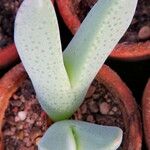 Cheiridopsis denticulata Hoja