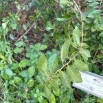 Grewia occidentalis Leaf
