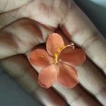 Hibiscus phoeniceus 花