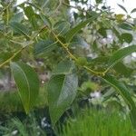 Salix pentandra برگ