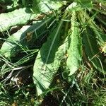 Oenothera biennis Leaf