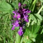 Dactylorhiza majalis Fula