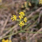 Bupleurum falcatum Fleur