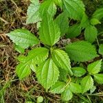 Pilea pumila Folha