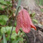 Fritillaria gentneri പുഷ്പം