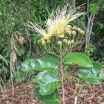 Maranthes sanagensis Otro