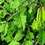 Crotalaria verrucosa ഇല