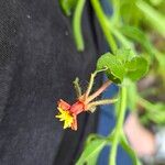 Oenothera laciniata Kukka