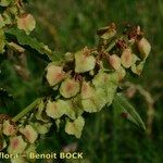 Rumex aquitanicus Mbuma