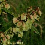 Rumex aquitanicus