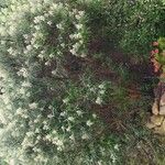 Buddleja loricata موطن