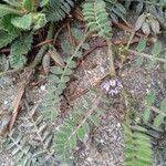 Astragalus sesameus Flower