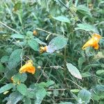 Impatiens capensis Flower