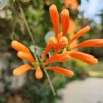 Pyrostegia venusta Flower