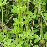 Galium tricornutum Hábito