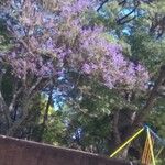 Jacaranda mimosifoliaBlüte