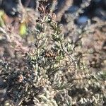 Frankenia corymbosa Hoja
