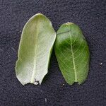 Salix daltoniana Leaf