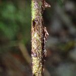 Polystichum transvaalense Blad