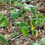 Uvularia grandiflora Kvet