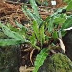 Elaphoglossum lepervanchii
