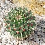 Mammillaria magnimamma Ліст