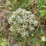 Peucedanum palustre Fleur