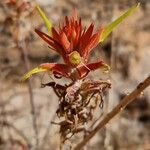 Castilleja linariifolia പുഷ്പം