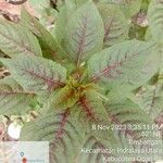 Amaranthus tricolor Levél