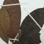 Ficus panurensis Otro