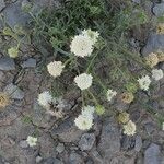 Chaenactis stevioides Flower