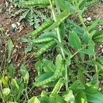 Vicia narbonensis Плод